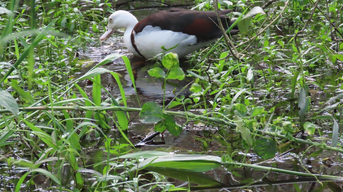 Radjah Shelduck - Jo Culican