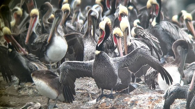 Brown Pelican - ML616266962