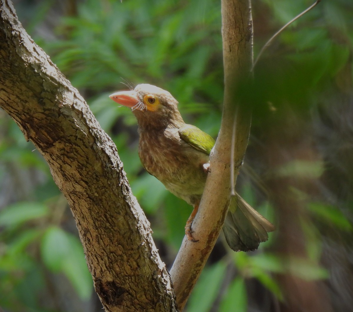 Braunkopf-Bartvogel - ML616267066