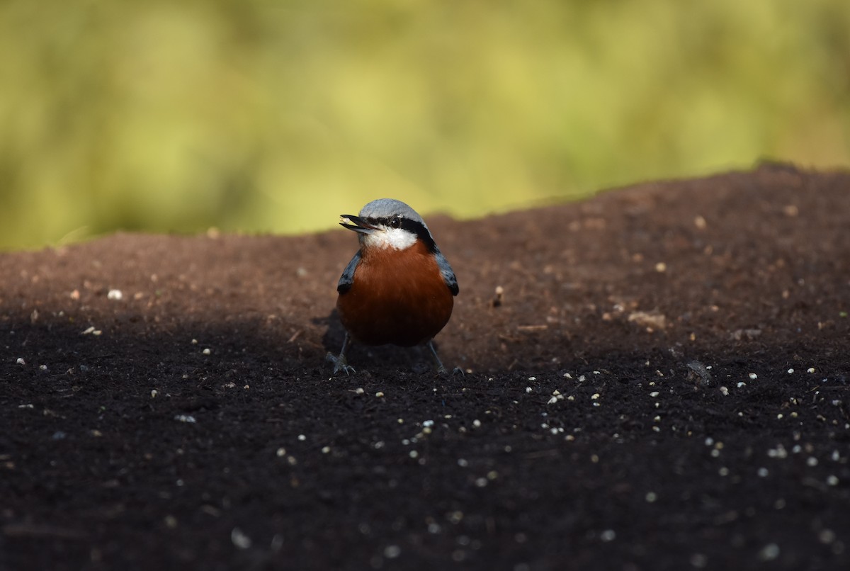 Chestnut-bellied Nuthatch - ML616267092