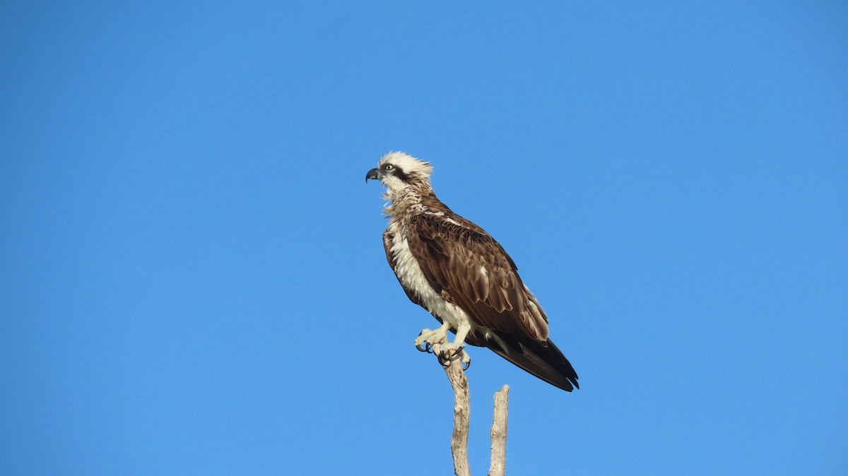 Águila Pescadora - ML616267108