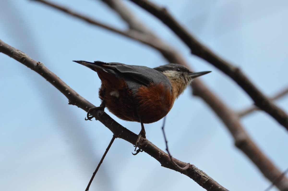 Kashmir Nuthatch - Mohammad Ishaq Lone