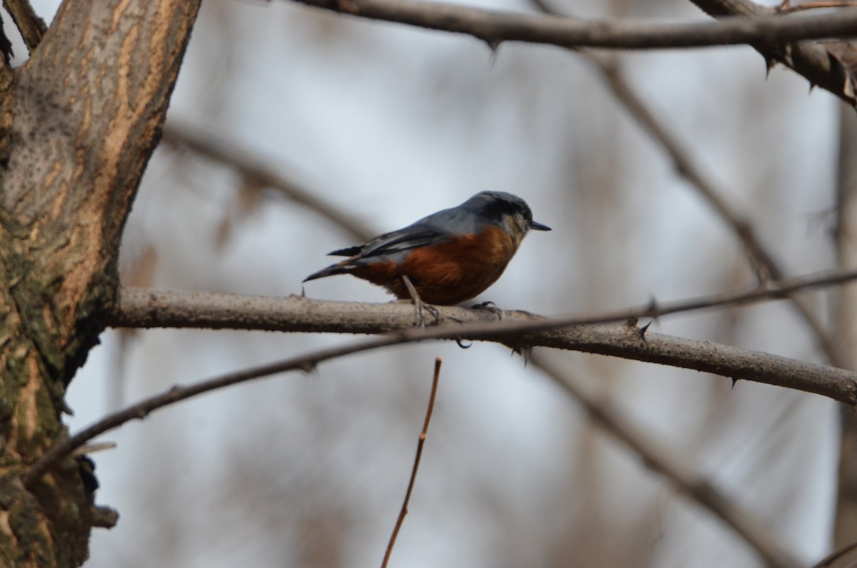 Kashmir Nuthatch - ML616267127