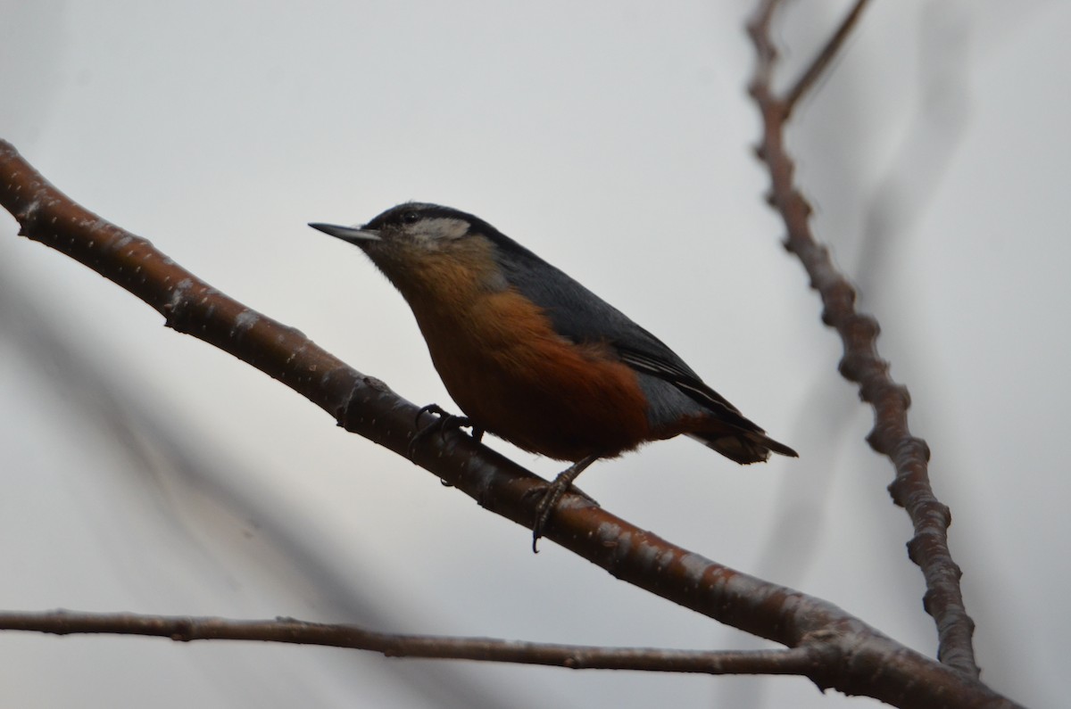 Kashmir Nuthatch - ML616267128