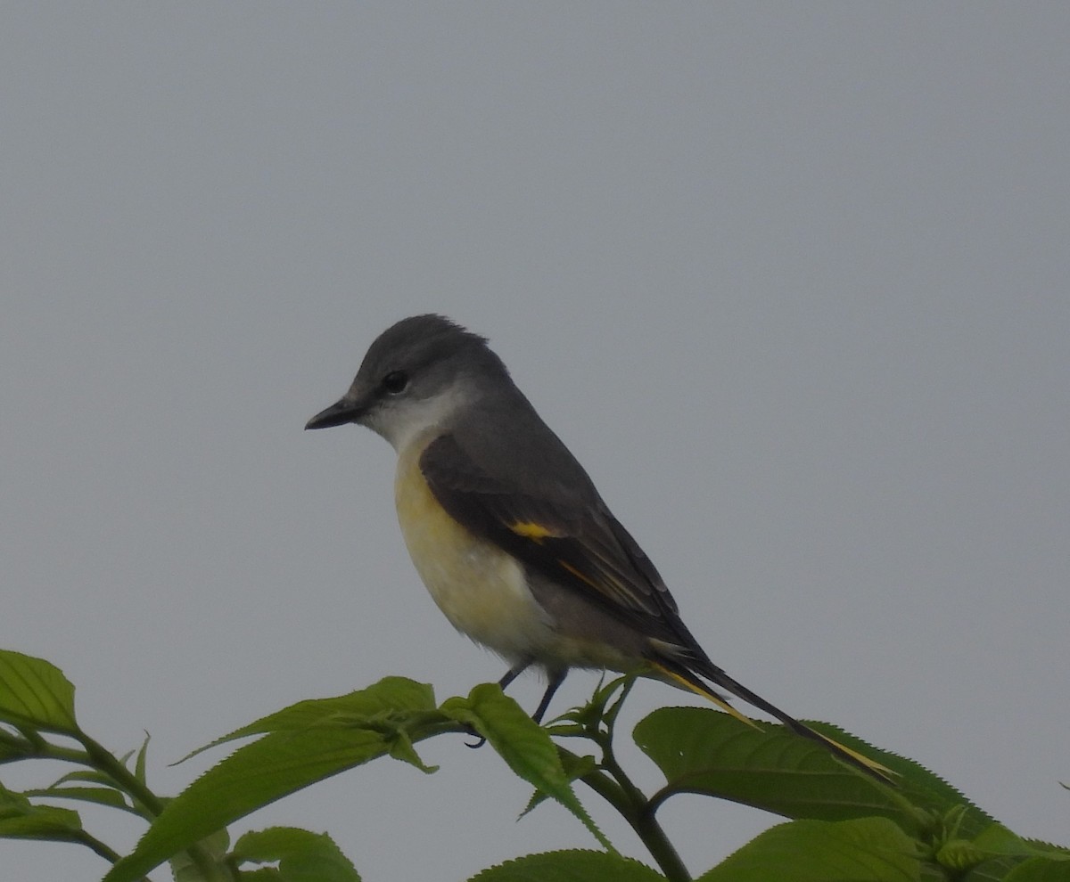 粉紅山椒鳥 - ML616267143