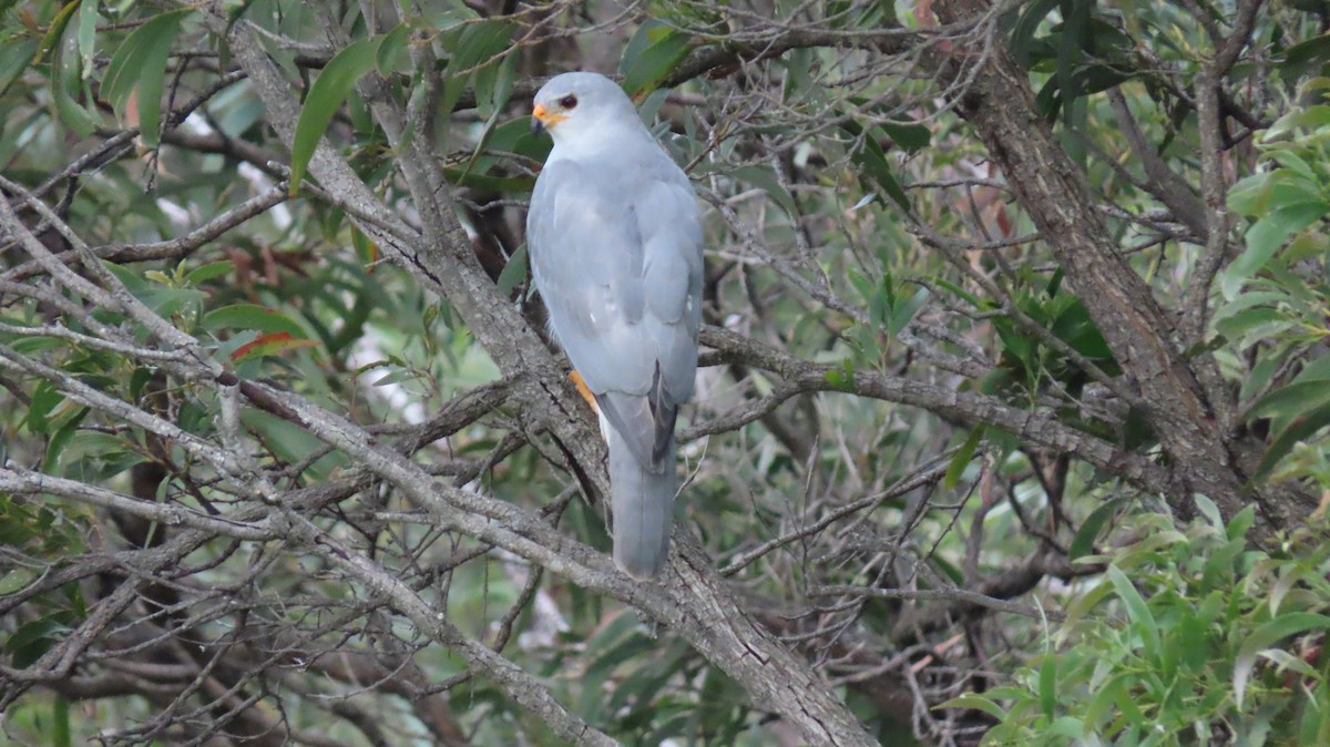 Gray Goshawk - ML616267178