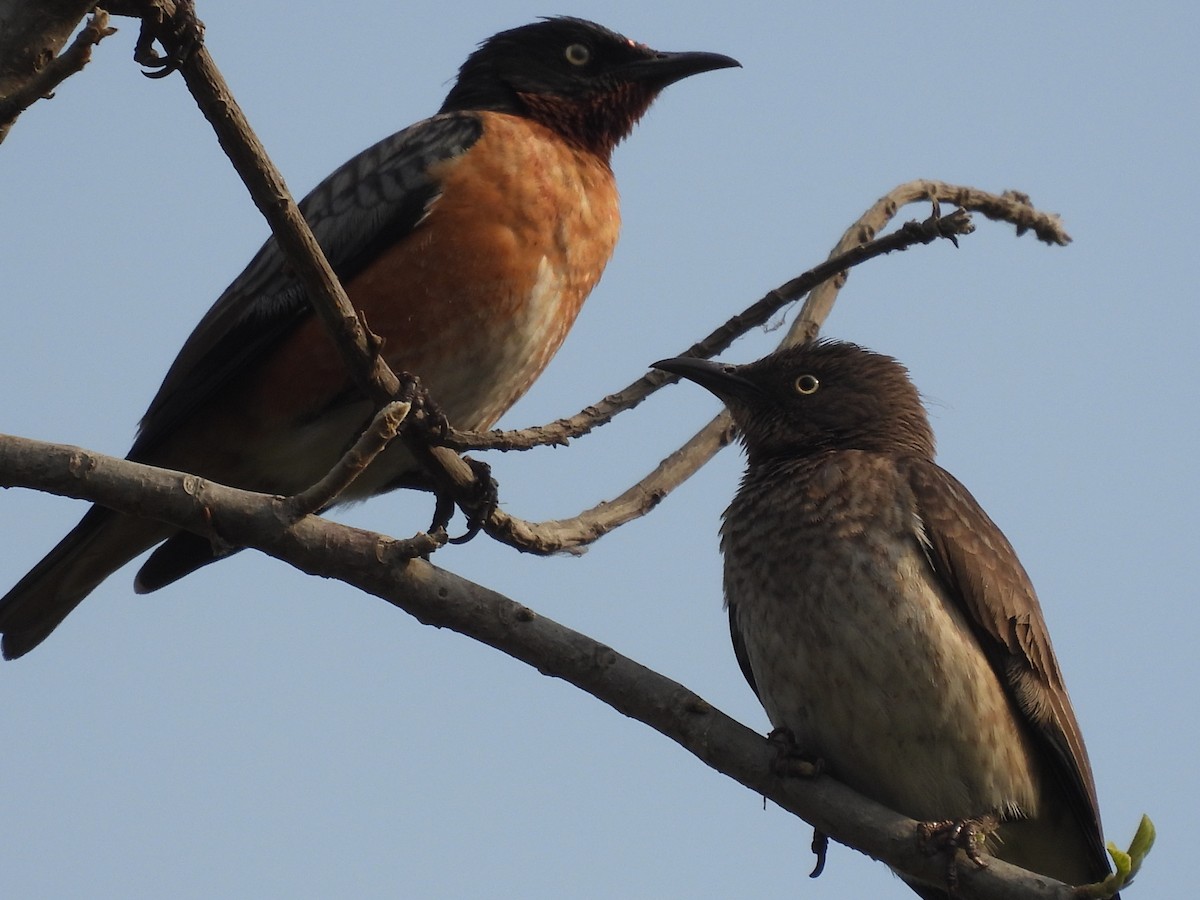 Spot-winged Starling - Vernon Byrd