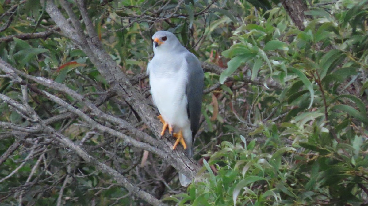 Gray Goshawk - ML616267185