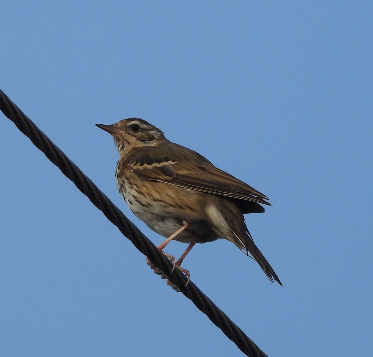 樹鷚 - ML616267238