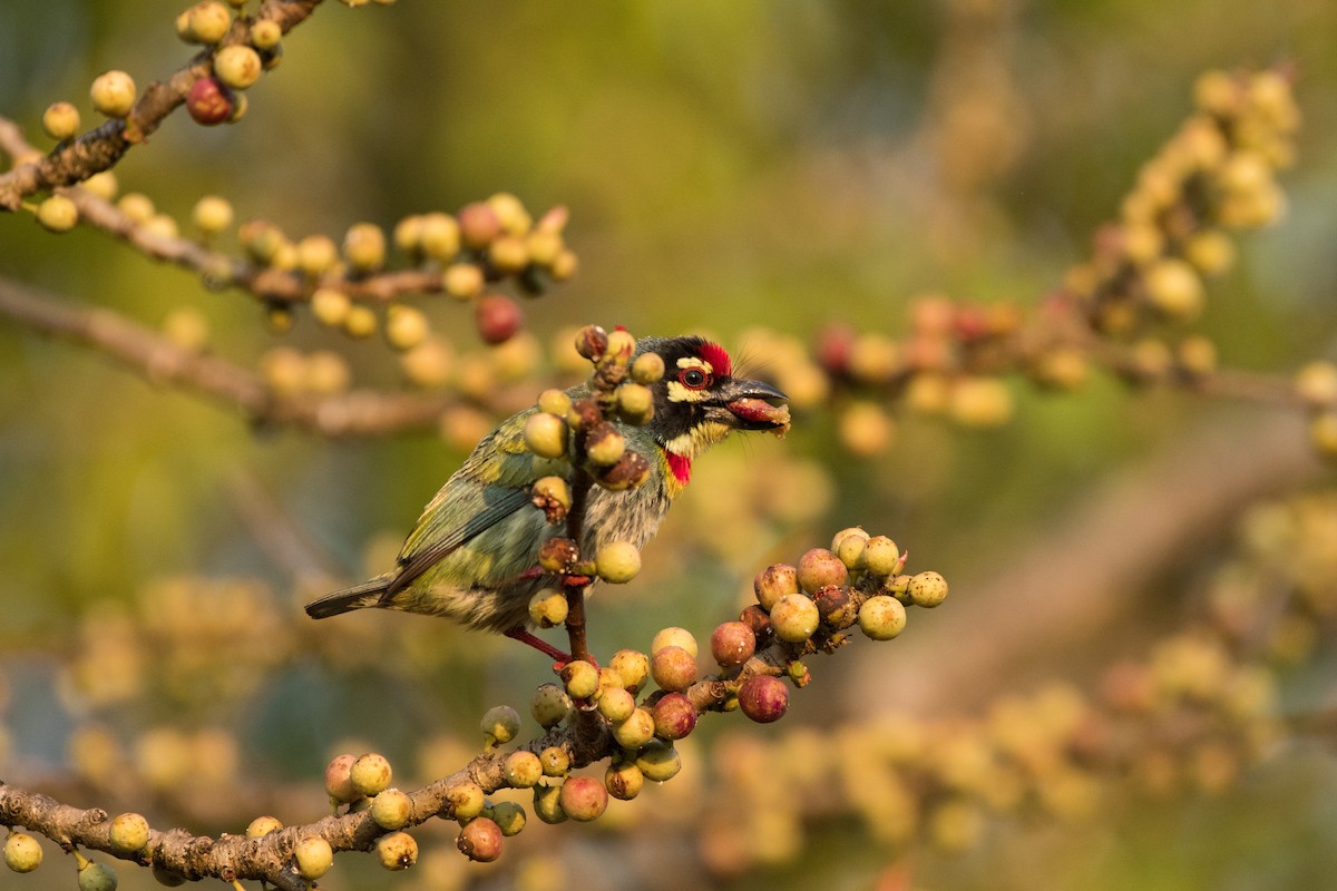 Coppersmith Barbet - ML616267264