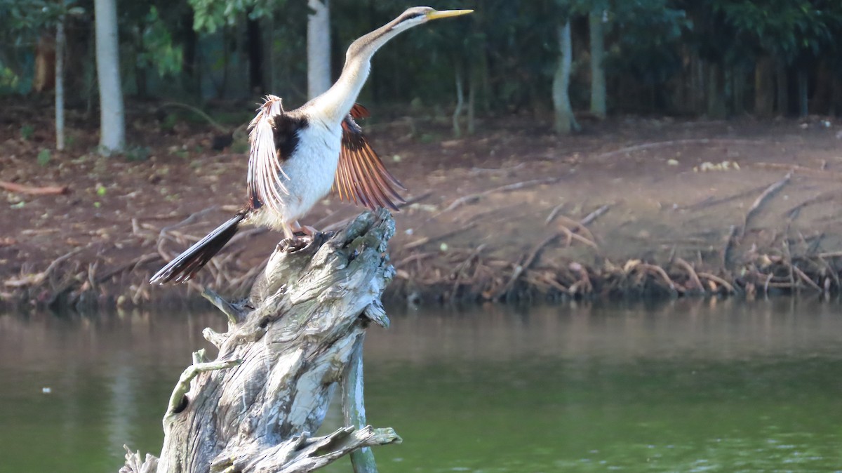 Austral-Schlangenhalsvogel - ML616267290