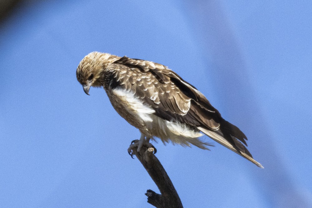 Whistling Kite - ML616267297