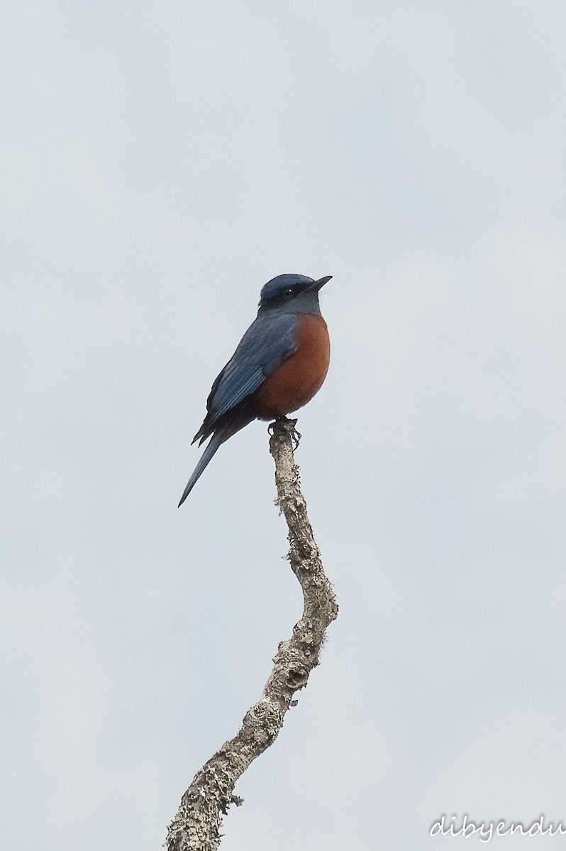 Chestnut-bellied Rock-Thrush - ML616267352