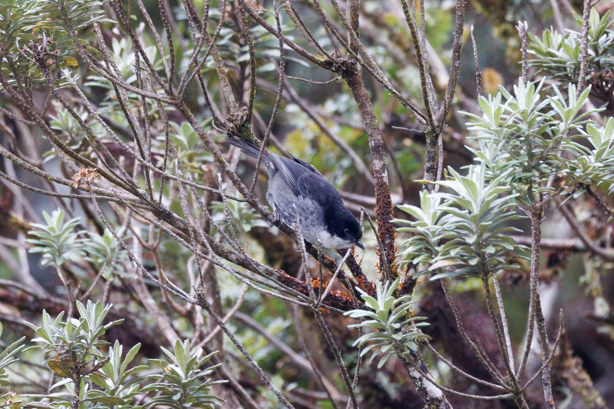 Black-backed Bush Tanager - ML616267359