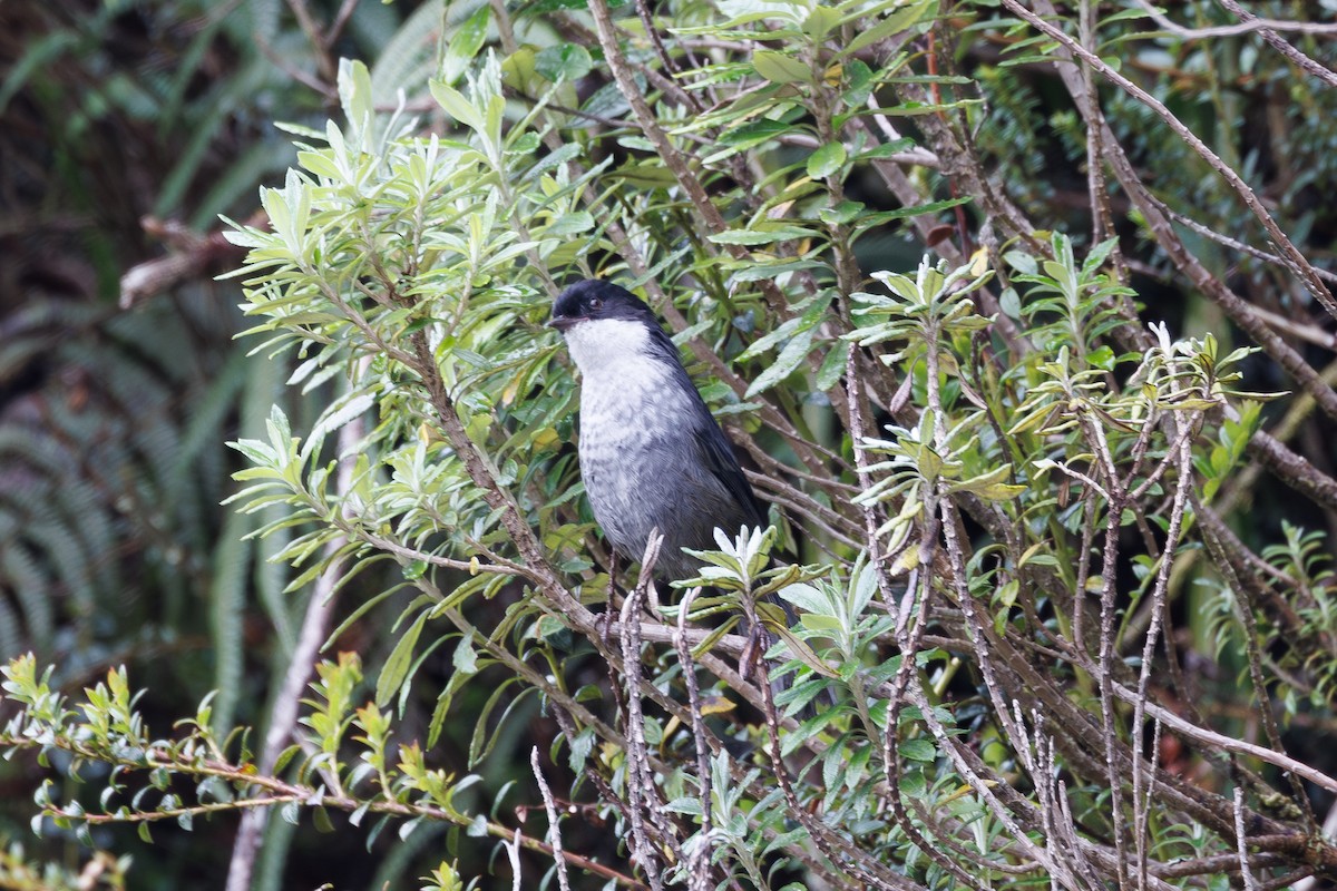 Black-backed Bush Tanager - ML616267360