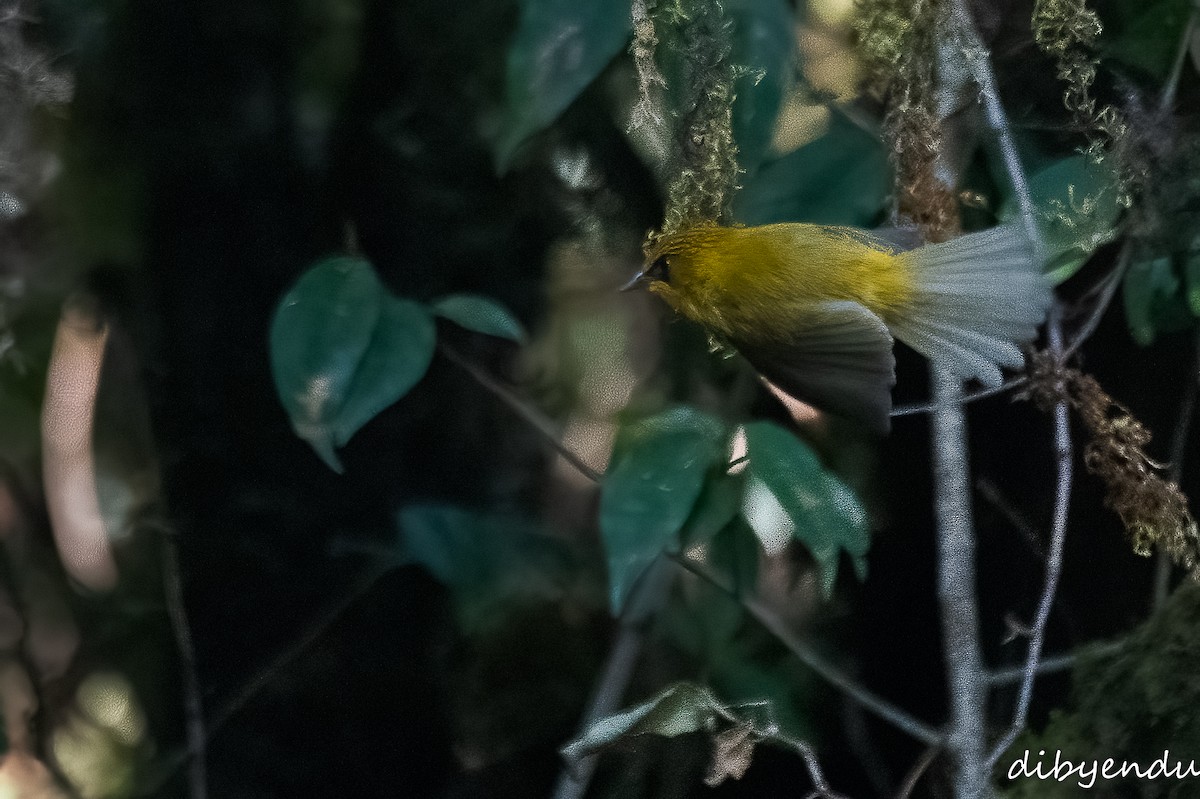 Golden Babbler - Dibyendu Paul