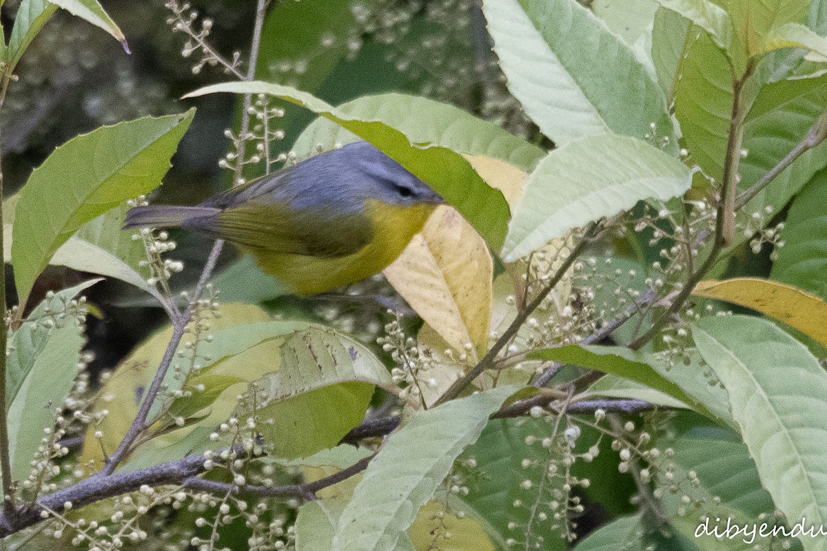 Gray-hooded Warbler - ML616267396