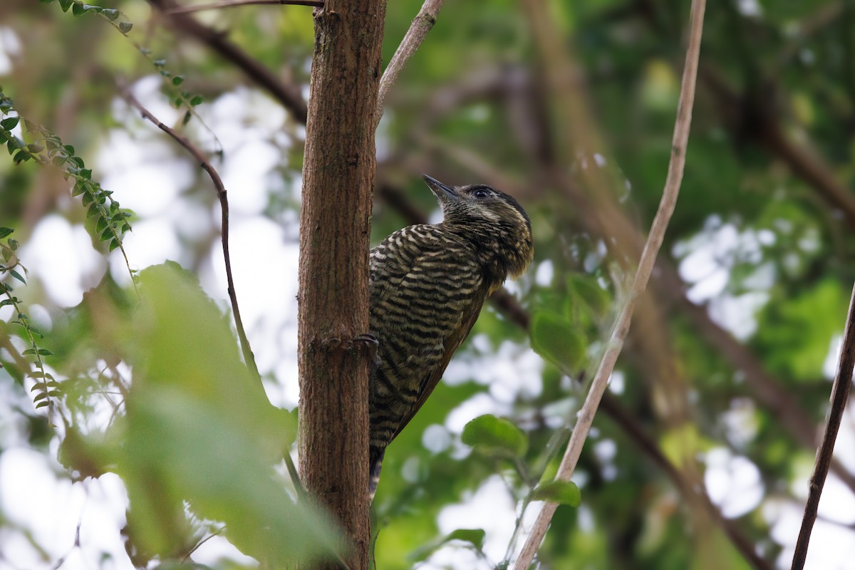 Bar-bellied Woodpecker - Neil Broekhuizen