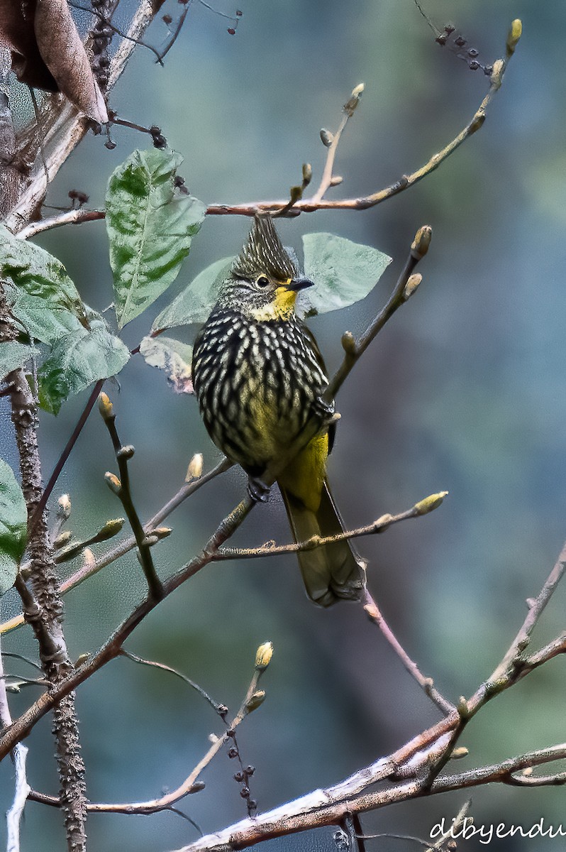 Striated Bulbul - Dibyendu Paul