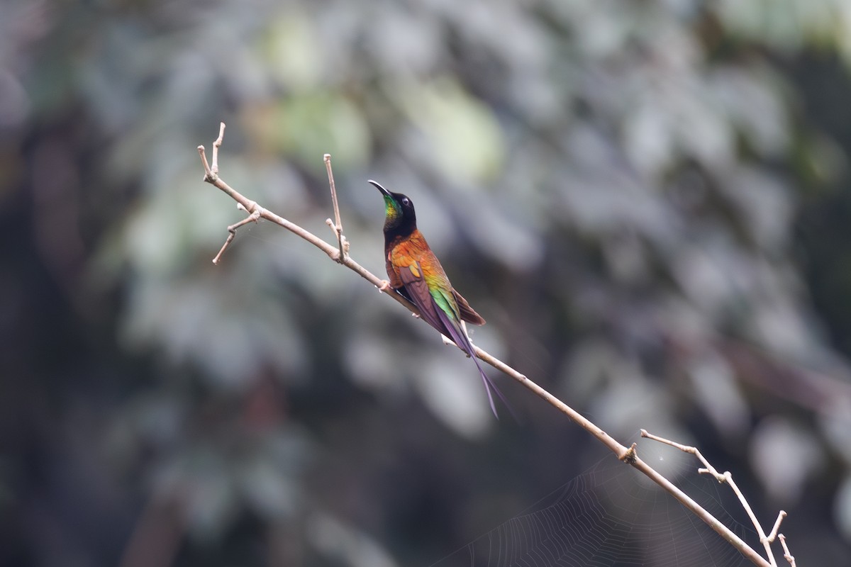 kolibřík zelenokostřečný - ML616267454
