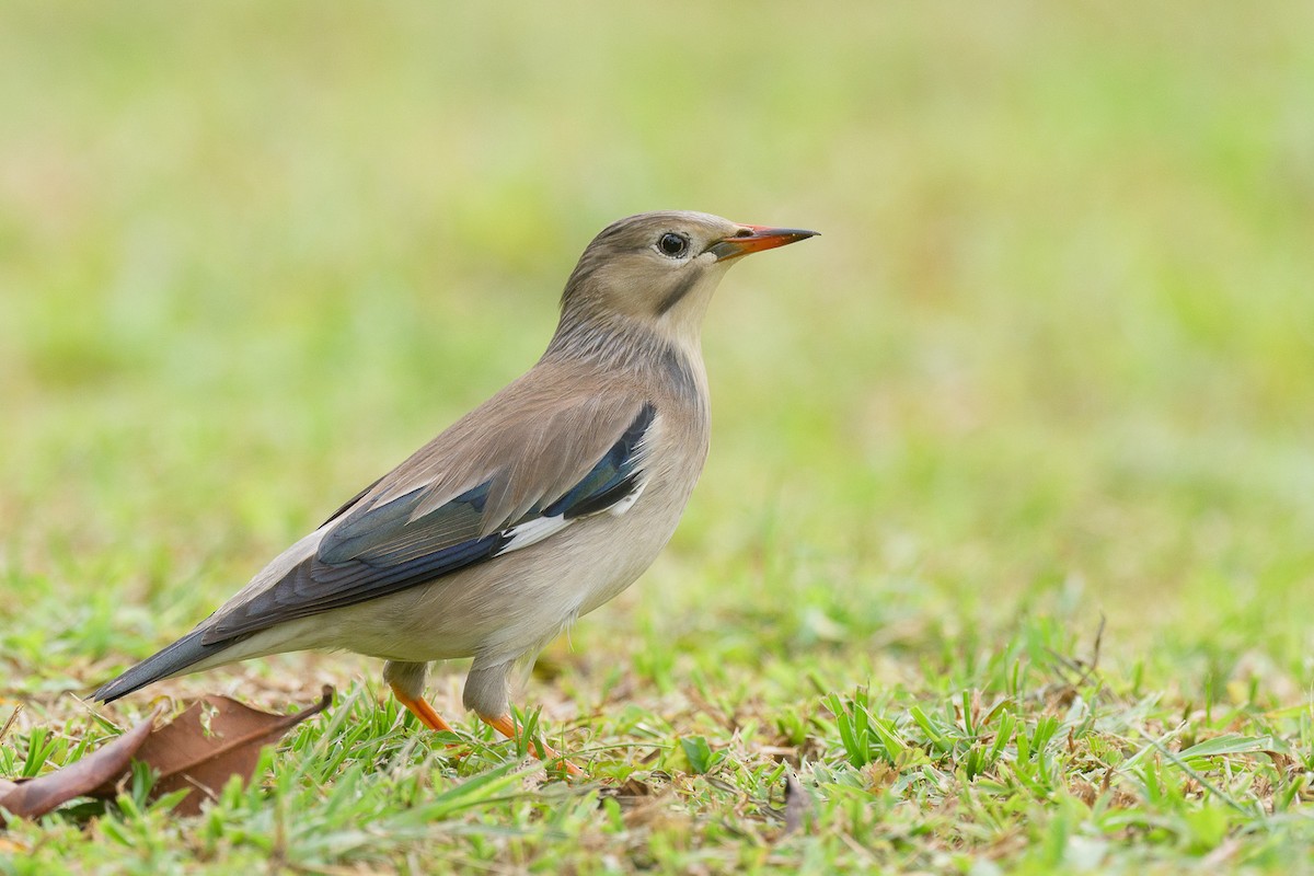 Red-billed Starling - ML616267464