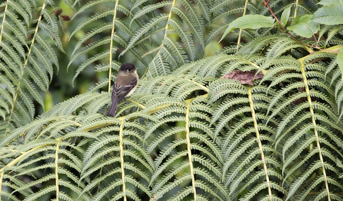 Black-capped Flycatcher - ML616267468