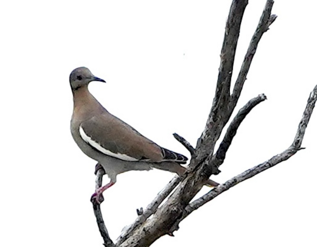 White-winged Dove - ML616267490