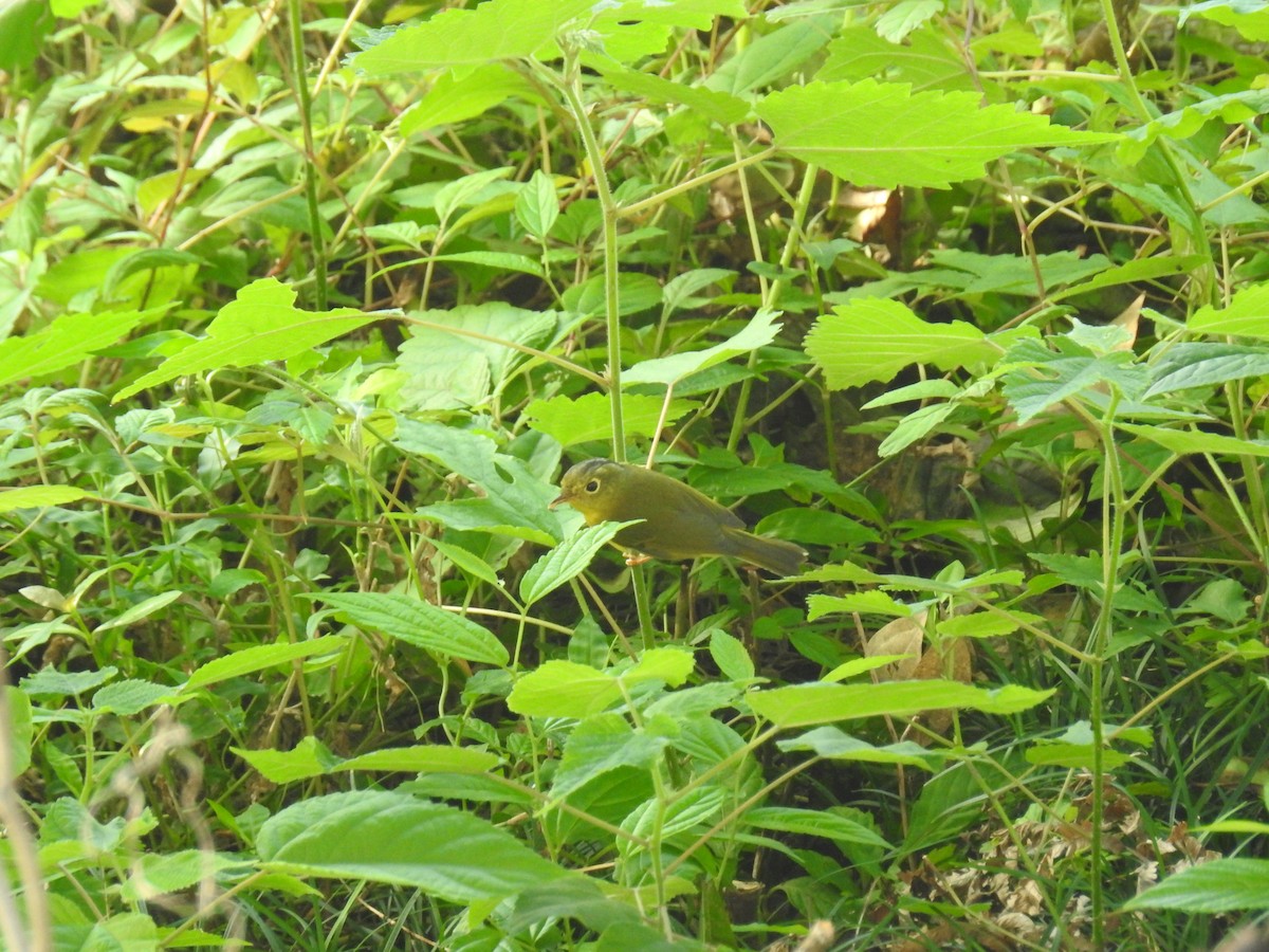 Bianchi's Warbler - Ranhdon Aye