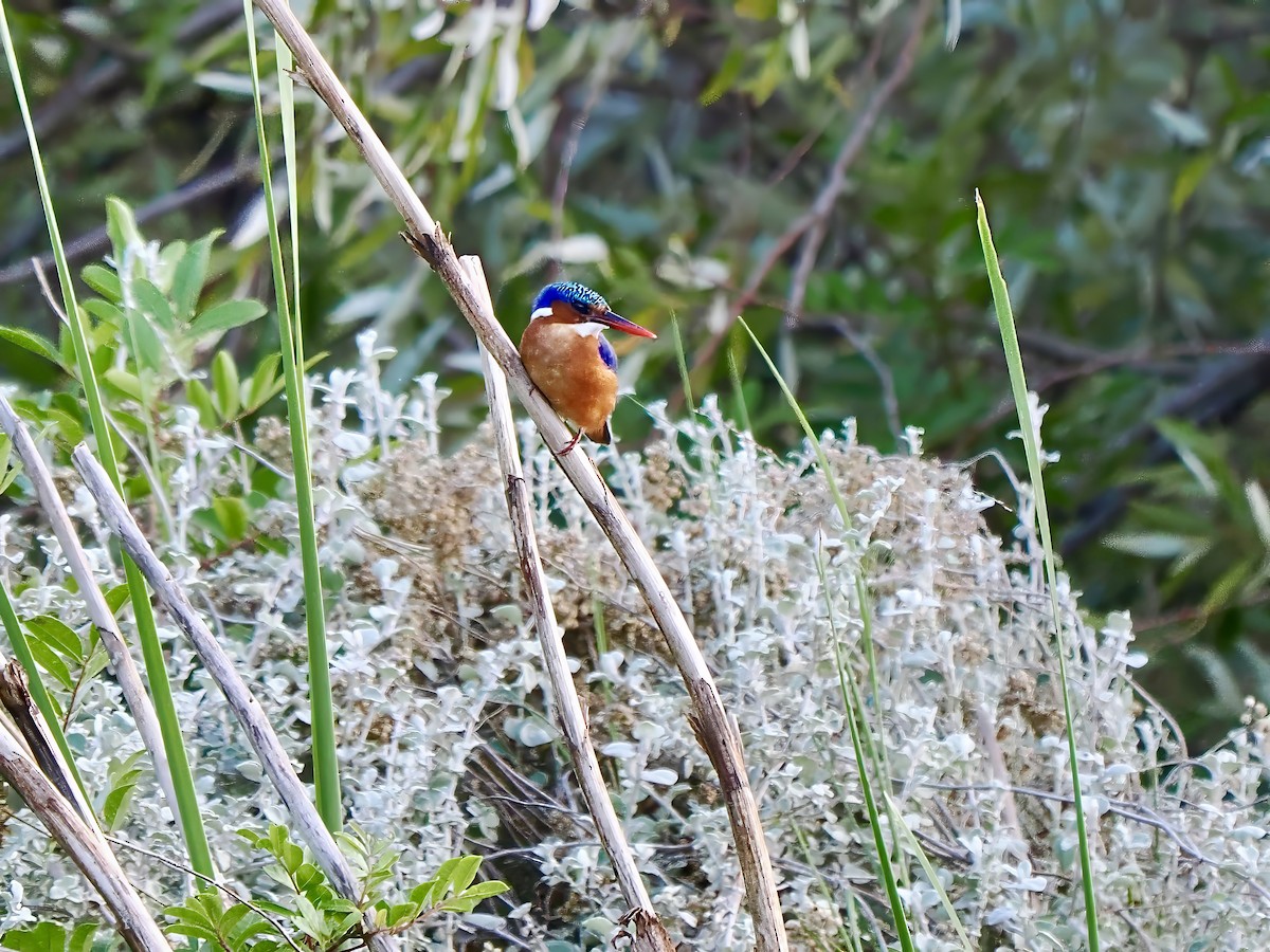 Malachite Kingfisher - ML616267643