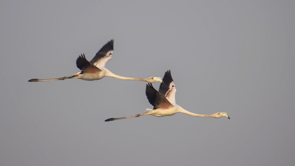 Greater Flamingo - ML616267656