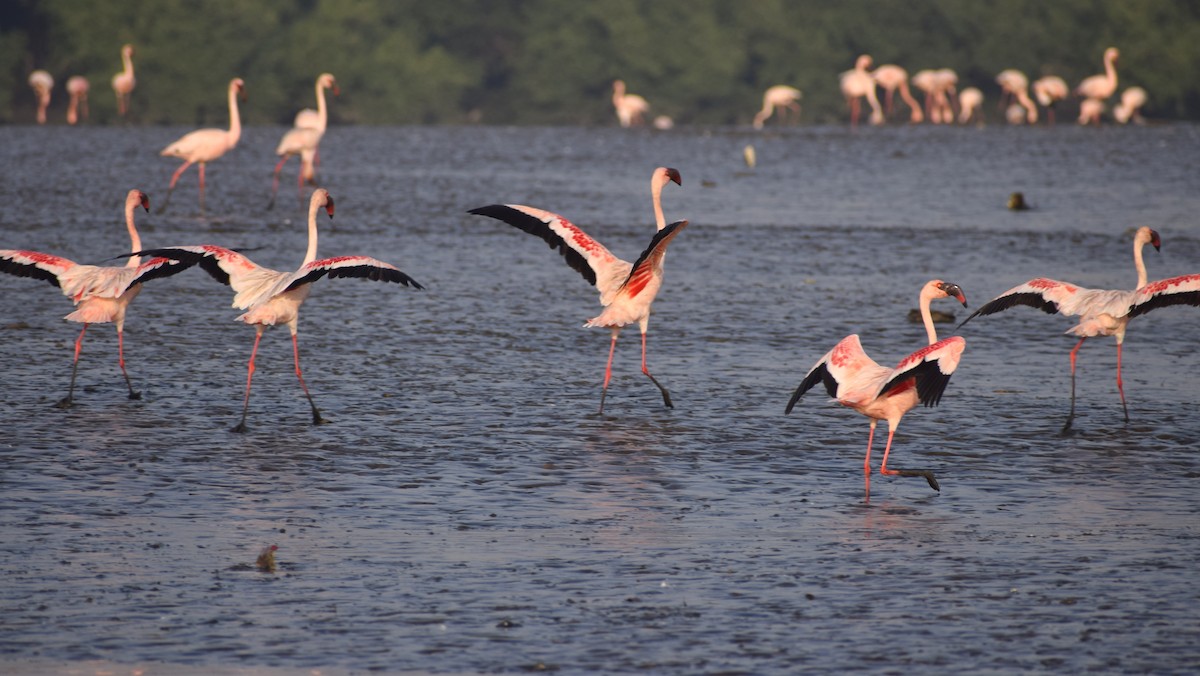 Lesser Flamingo - ML616267661