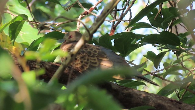 Oriental Turtle-Dove - ML616267669