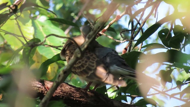 Oriental Turtle-Dove - ML616267699