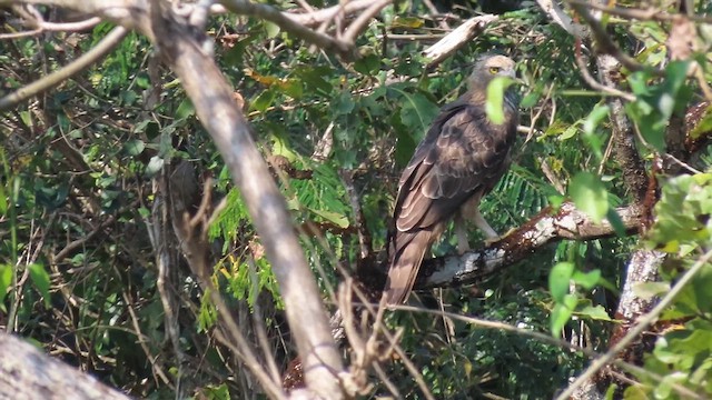 Changeable Hawk-Eagle - ML616267719