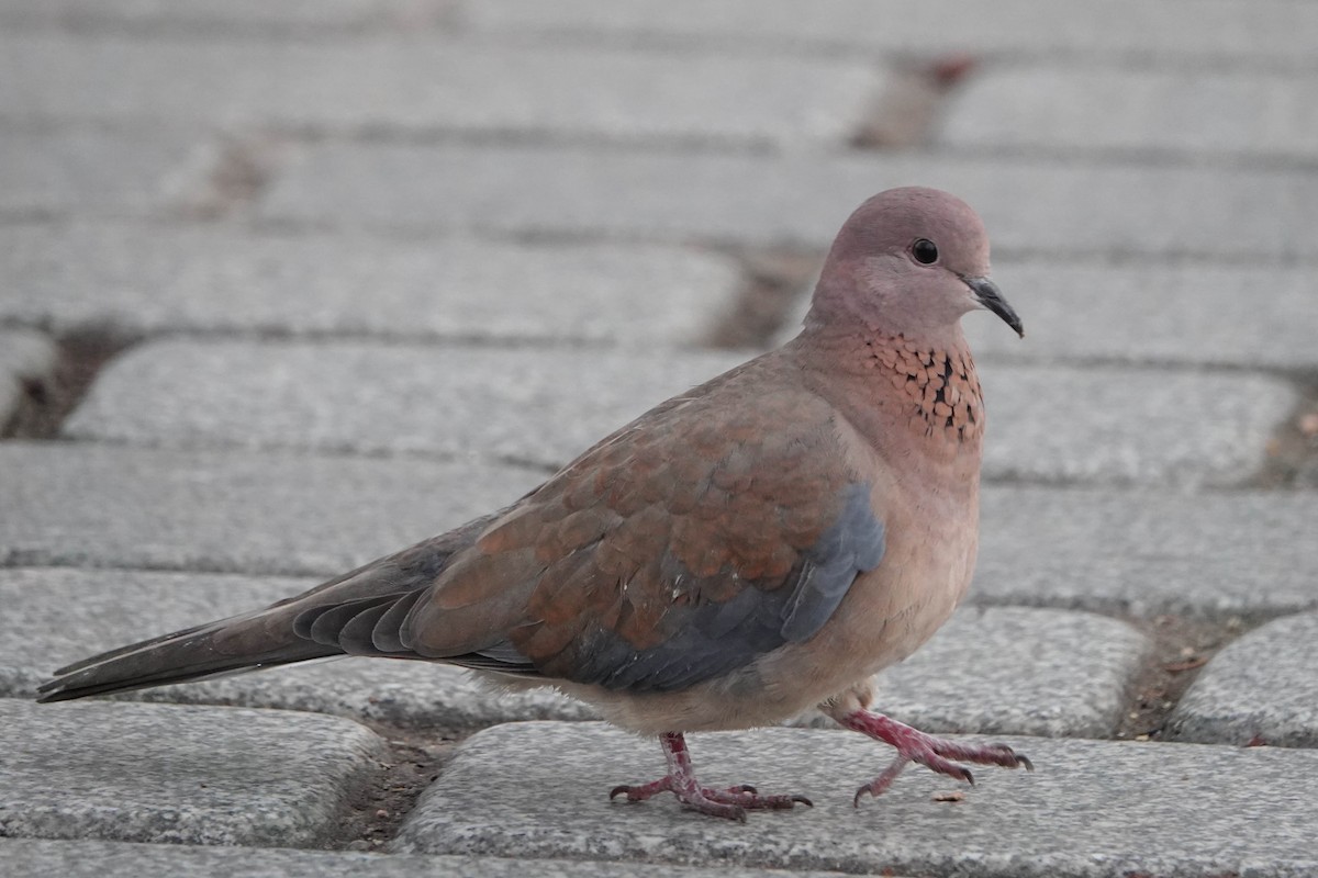 Laughing Dove - ML616267724