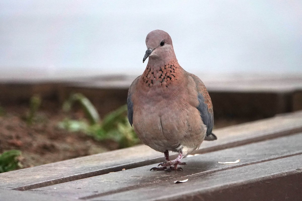 Laughing Dove - ML616267725