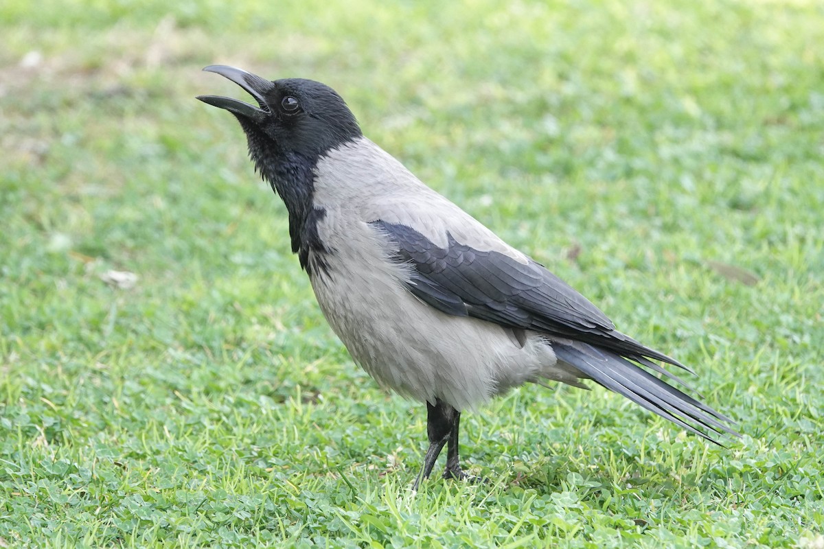 Hooded Crow - ML616267737