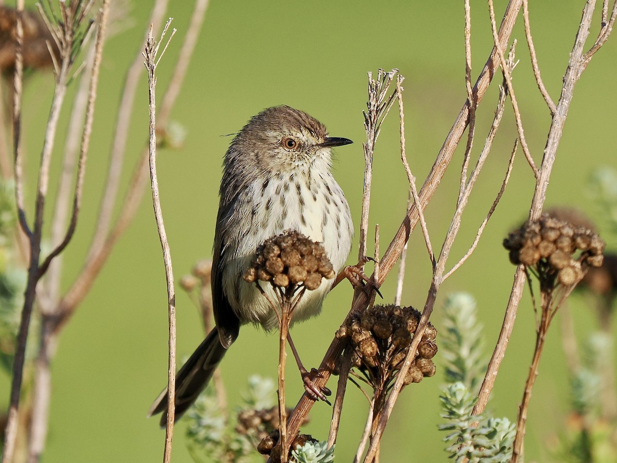 Karoo Prinia - ML616267743