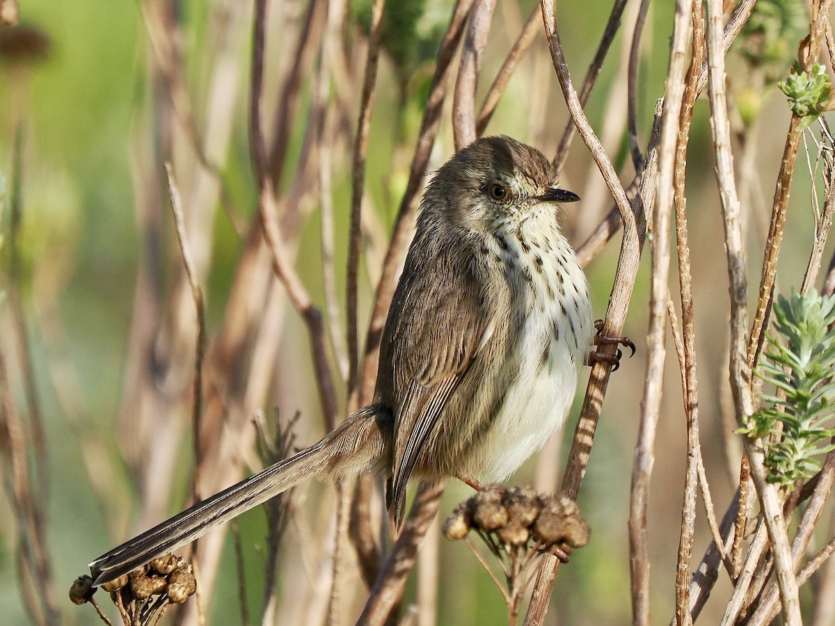 Karoo Prinia - ML616267754