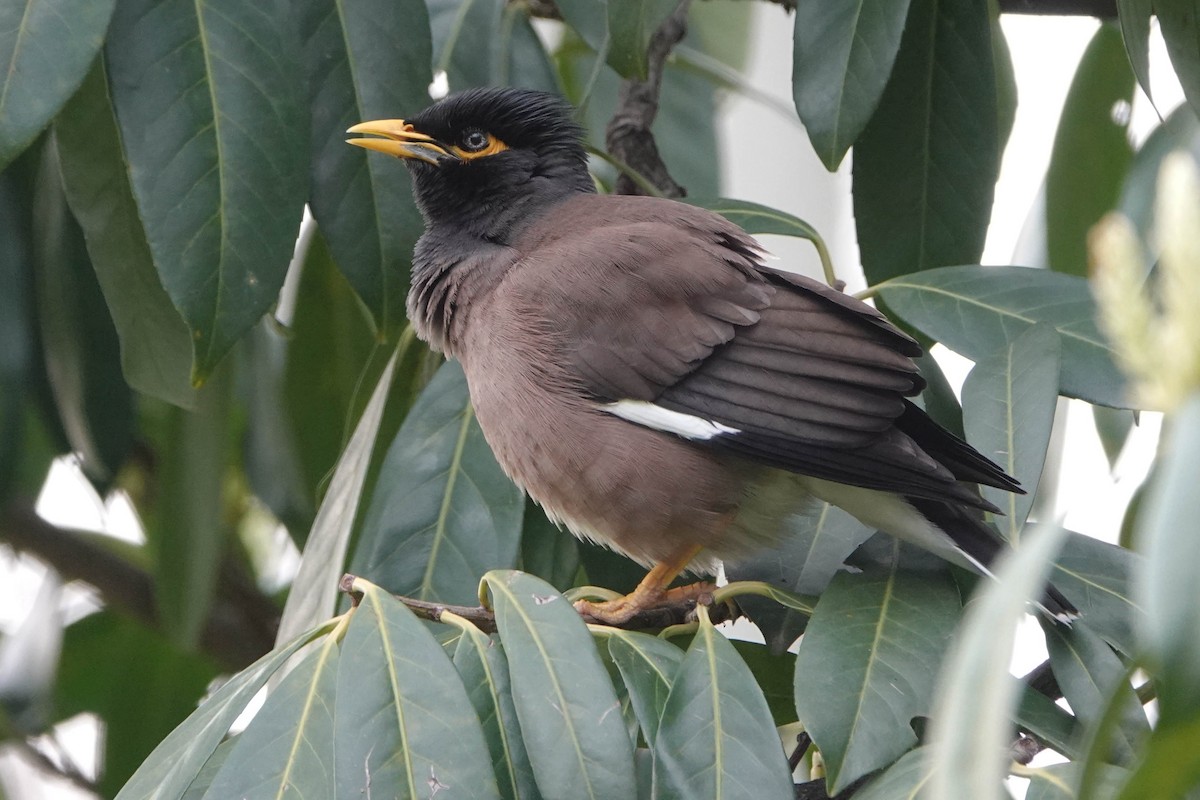 Common Myna - ML616267756