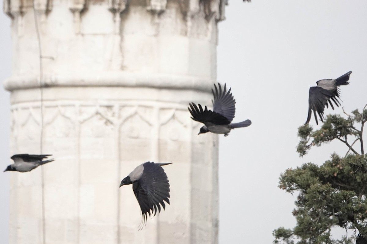 Hooded Crow - ML616267758