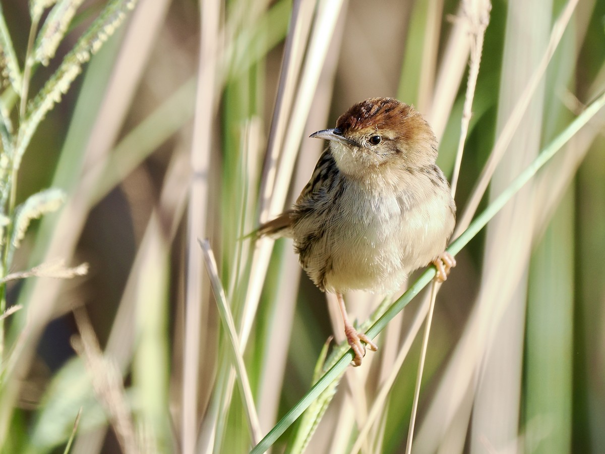 Levaillant's Cisticola - ML616267761