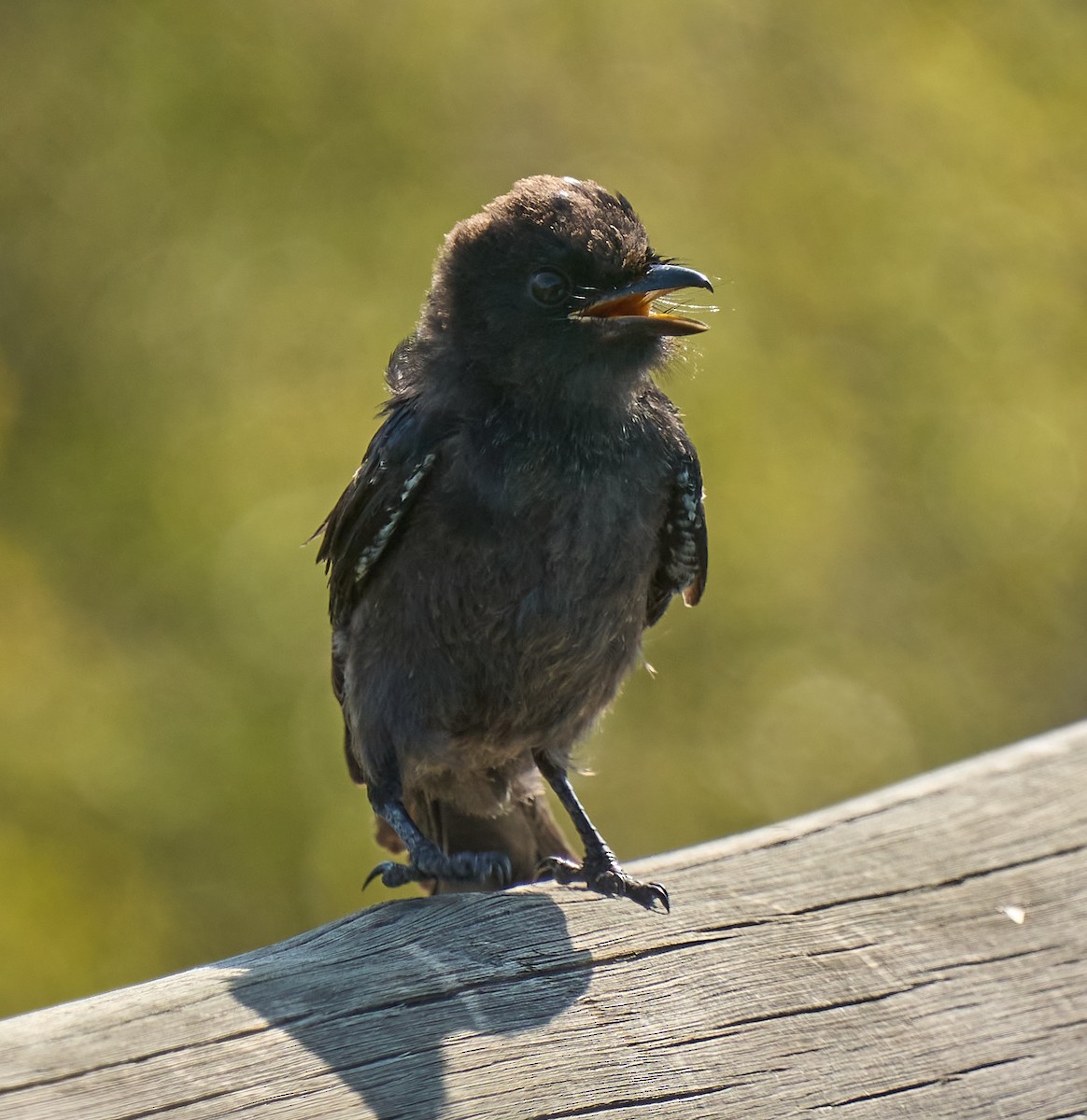 Fork-tailed Drongo - Steven Cheong