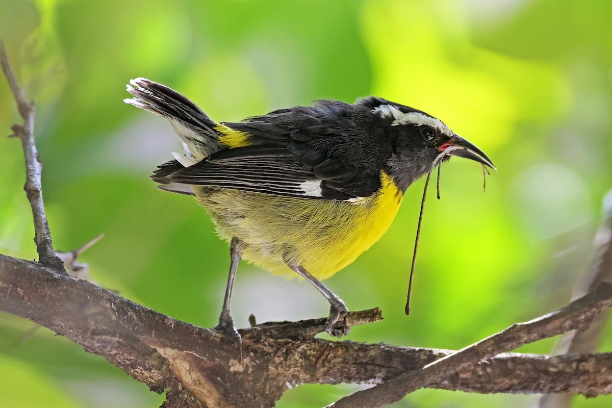 Bananaquit - ML616267795