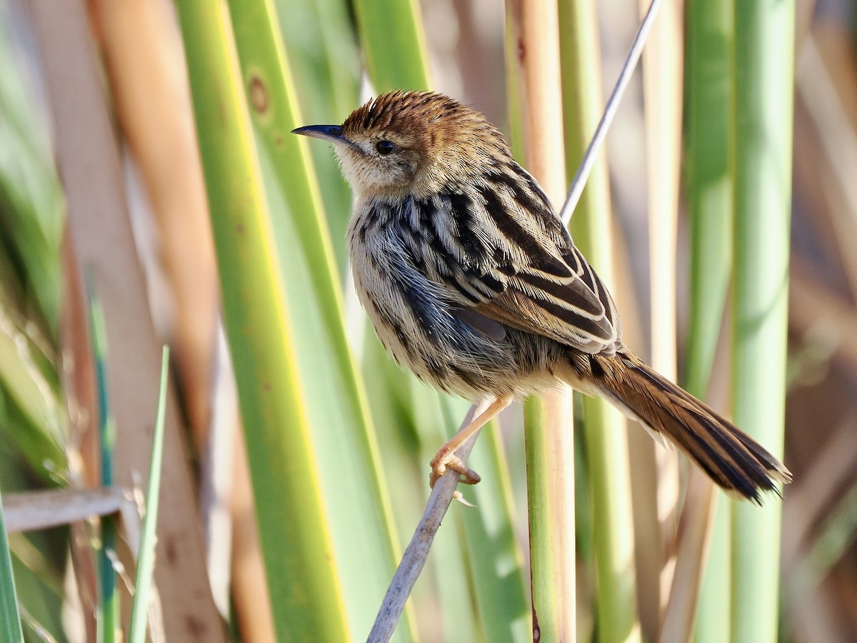 Levaillant's Cisticola - ML616267799