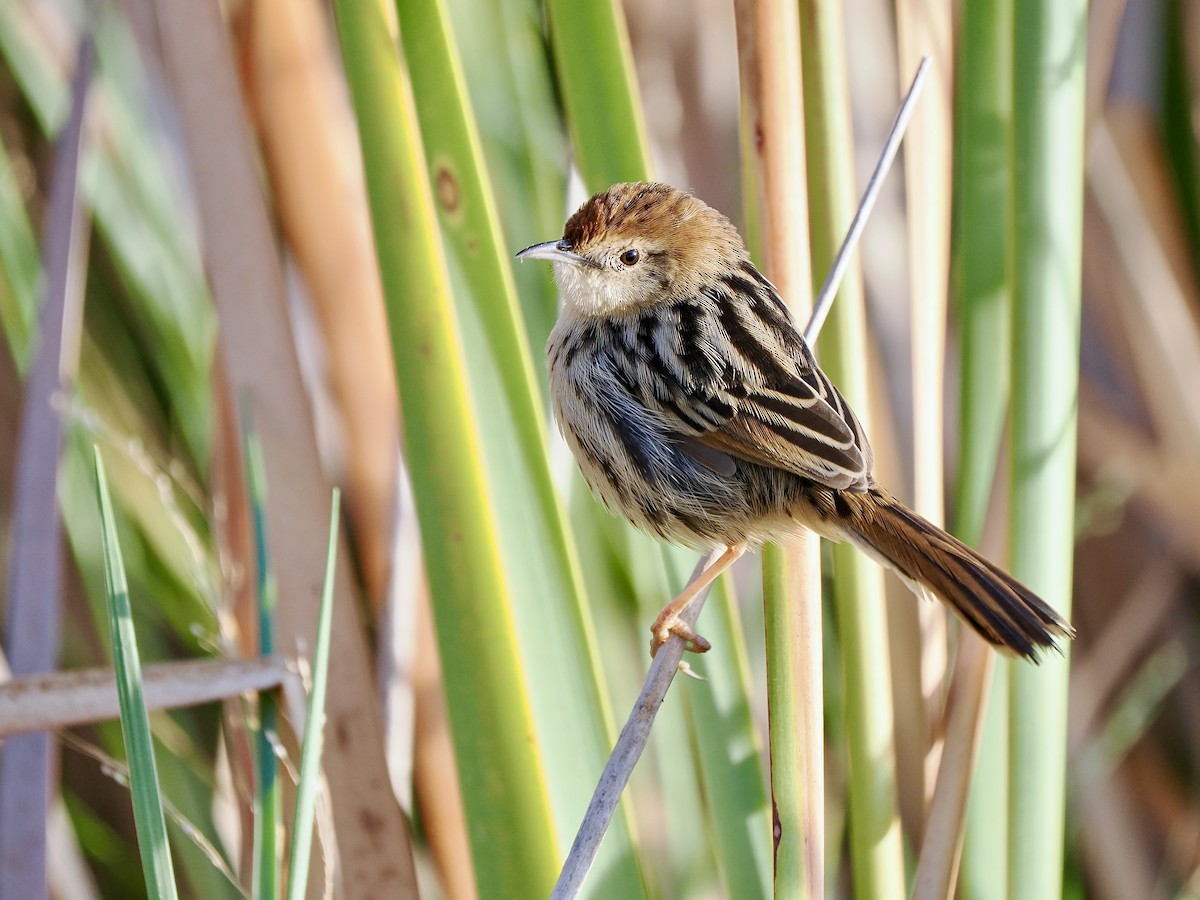 Levaillant's Cisticola - ML616267800