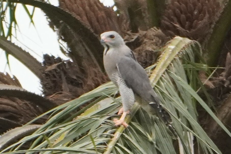 Lizard Buzzard - Ben Costamagna