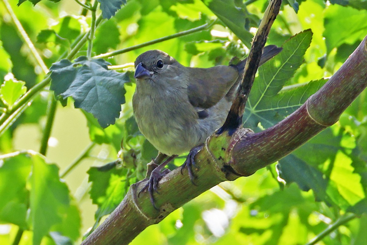 Black-faced Grassquit - ML616267837