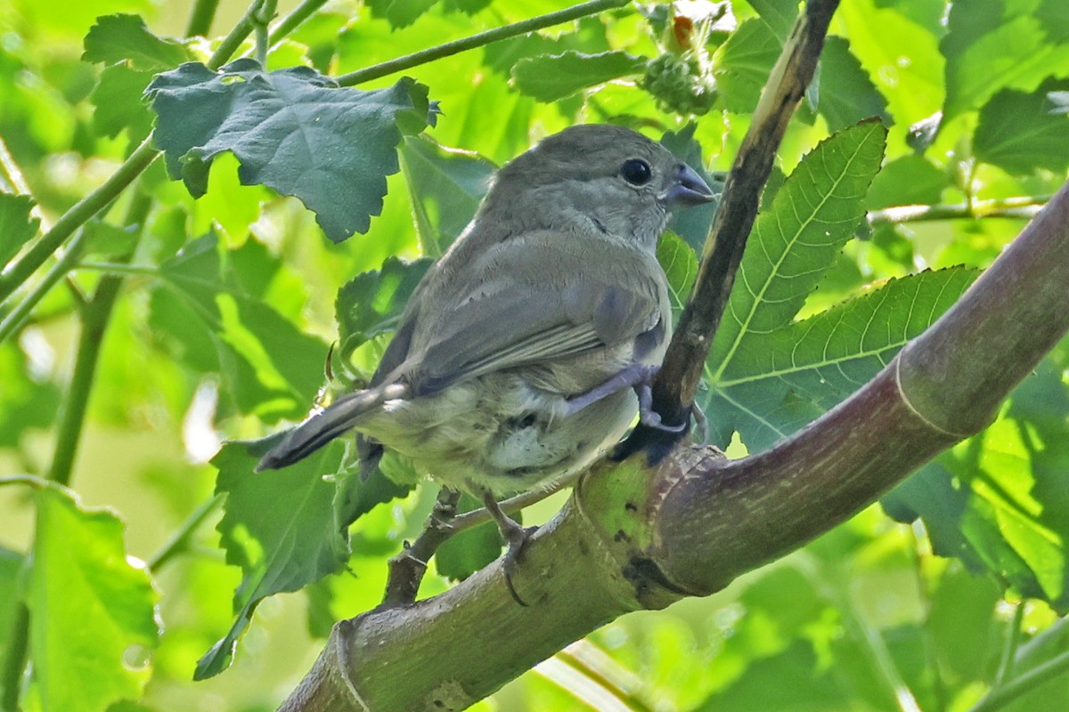 Black-faced Grassquit - ML616267838