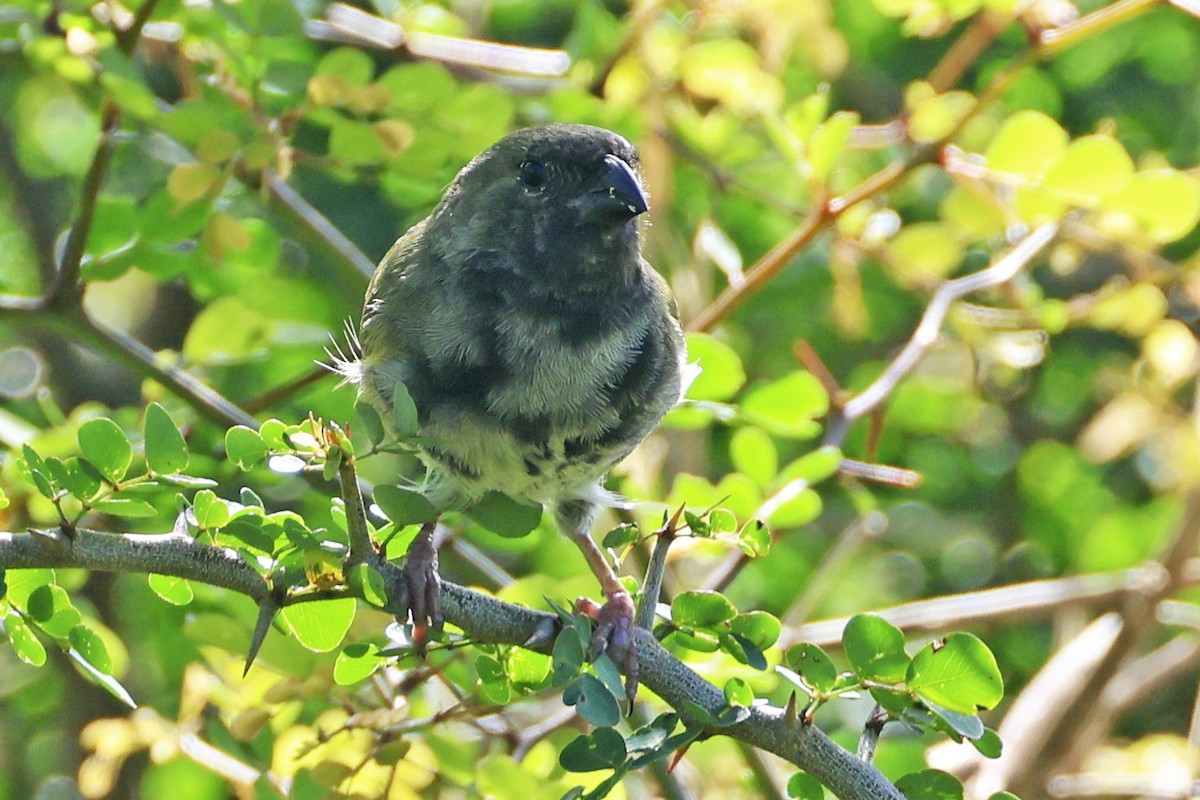 Black-faced Grassquit - ML616267839